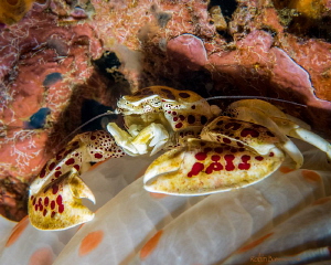 My Anemone  Love this shot - the porcelain crab is on the... by Robin Bateman 